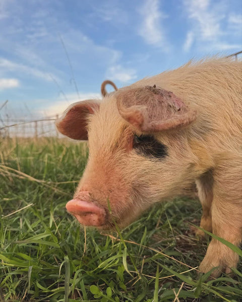 Pasture-Raised Pork