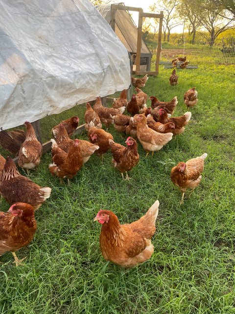 Pasture-Raised Eggs