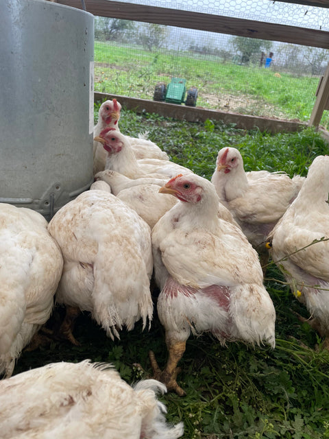 Pasture-Raised Chicken